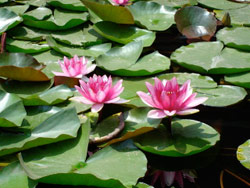 lotus flowers